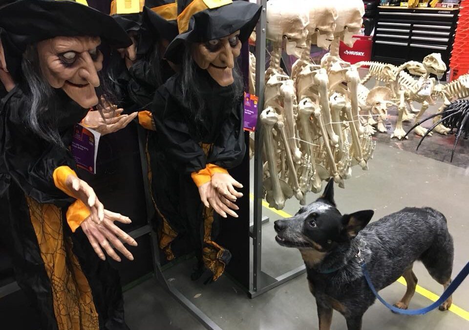 Puppies, Dogs, and Halloween, Oh My!